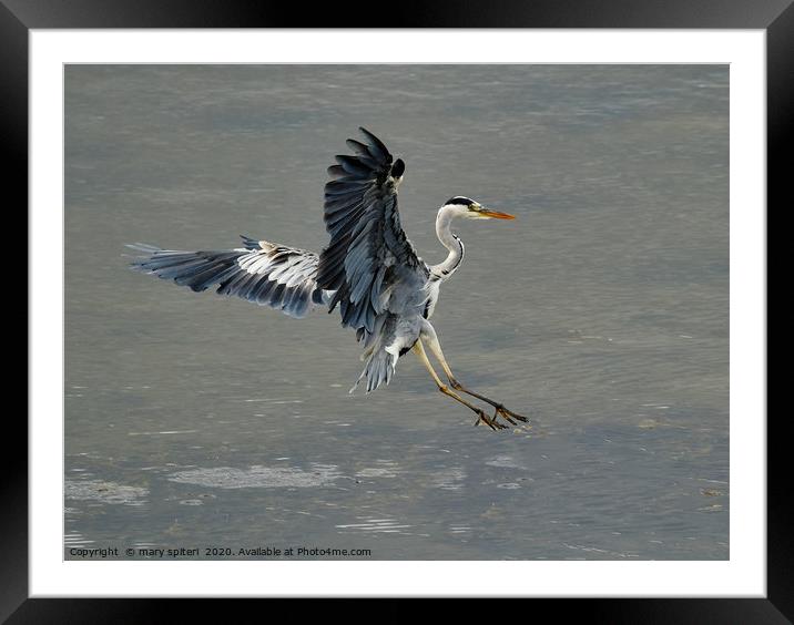 Swooping Heron about to land Framed Mounted Print by mary spiteri