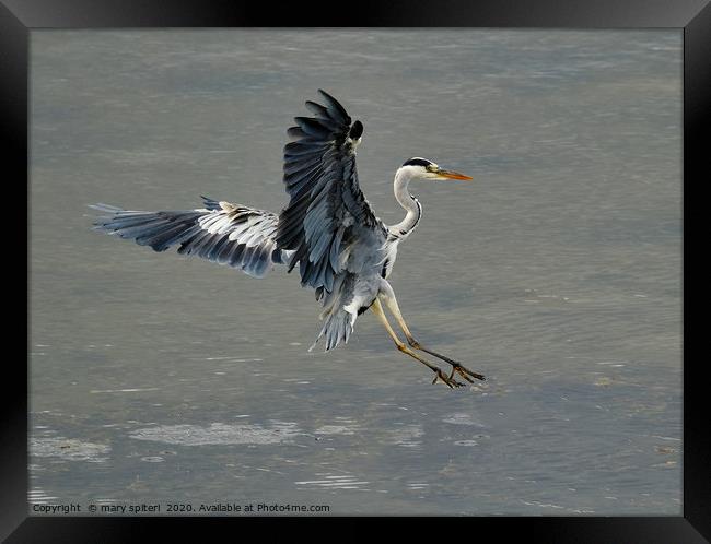 Swooping Heron about to land Framed Print by mary spiteri