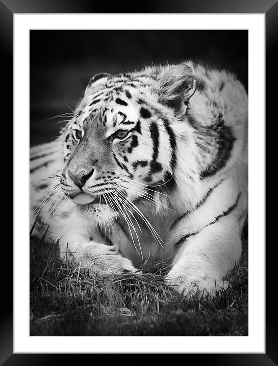 Tiger sticking its tongue out Framed Mounted Print by Joanne Wilde