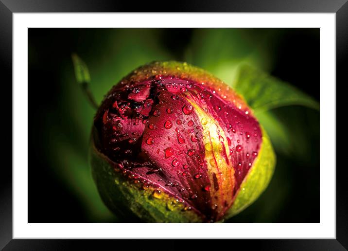 Radiant Red Peony Bloom Framed Mounted Print by Don Nealon