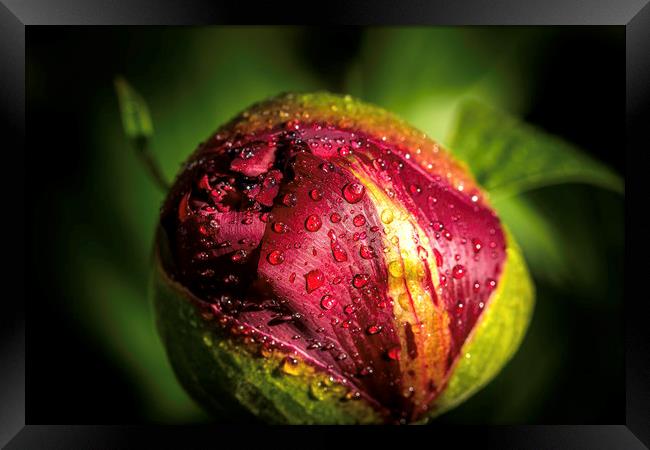 Radiant Red Peony Bloom Framed Print by Don Nealon