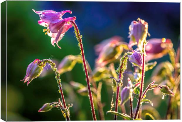 Radiant Pink Aquilegia Canvas Print by Don Nealon