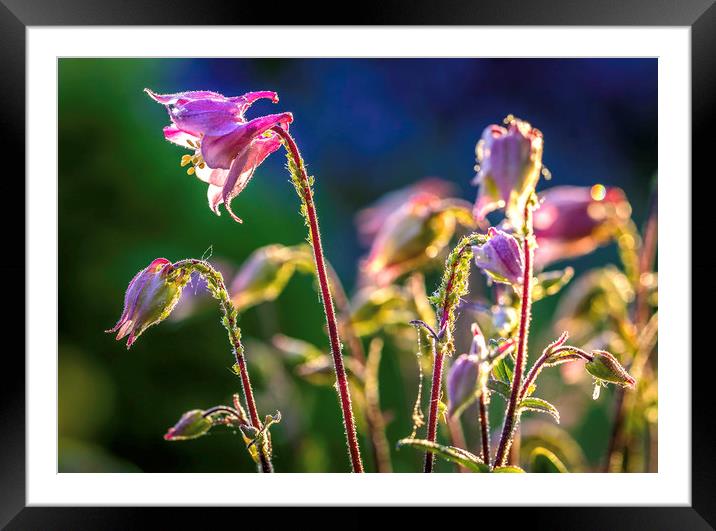 Radiant Pink Aquilegia Framed Mounted Print by Don Nealon
