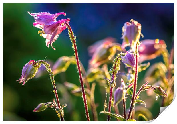 Radiant Pink Aquilegia Print by Don Nealon