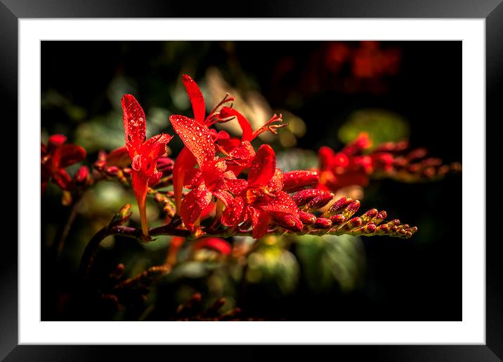 Red Crocosmia Framed Mounted Print by Don Nealon
