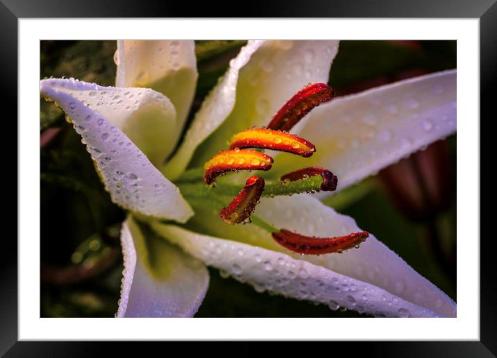 Rainkissed White Lily Framed Mounted Print by Don Nealon