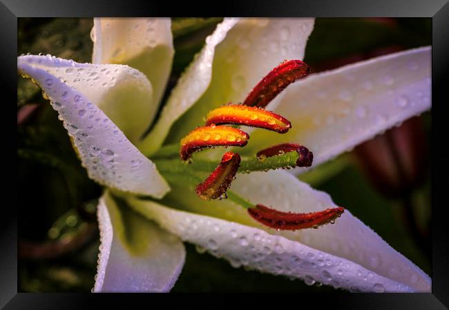 Rainkissed White Lily Framed Print by Don Nealon