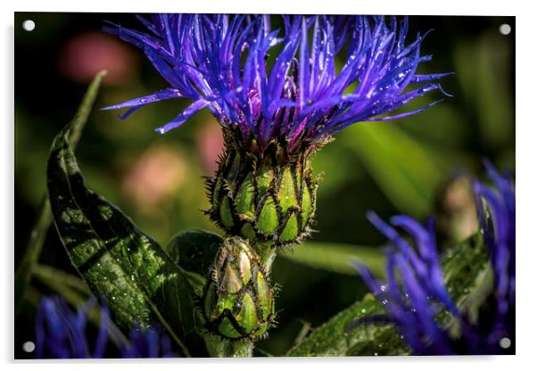 Radiant Blue Cornflower Acrylic by Don Nealon