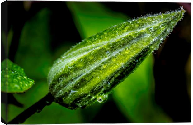 Glistening Dewdrops on a Clematis Bud Canvas Print by Don Nealon