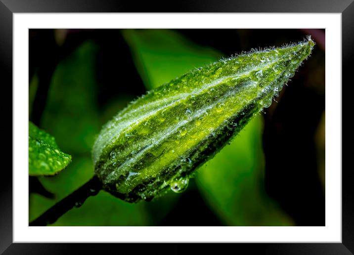 Glistening Dewdrops on a Clematis Bud Framed Mounted Print by Don Nealon