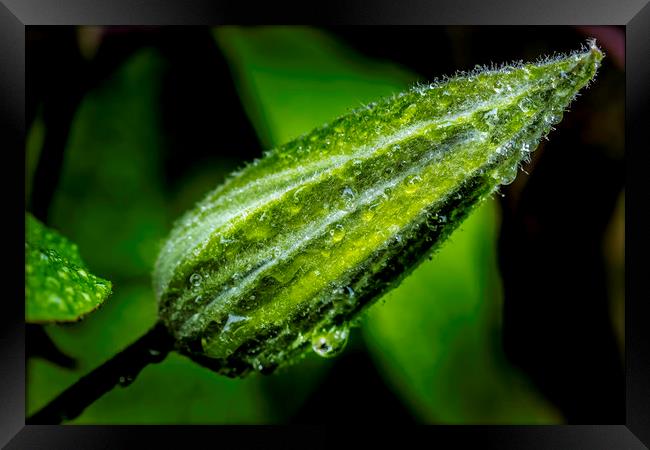 Glistening Dewdrops on a Clematis Bud Framed Print by Don Nealon