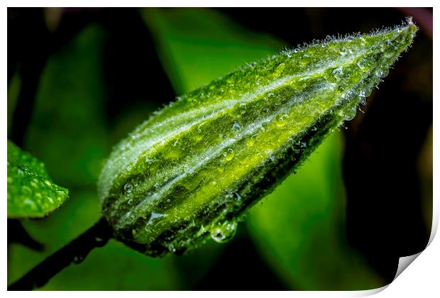 Glistening Dewdrops on a Clematis Bud Print by Don Nealon