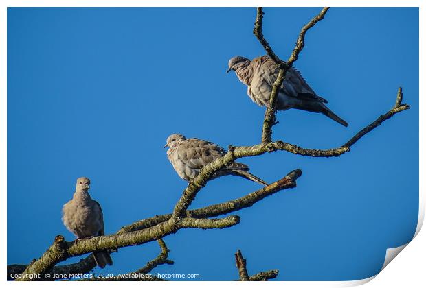 Three Collared Doves Print by Jane Metters