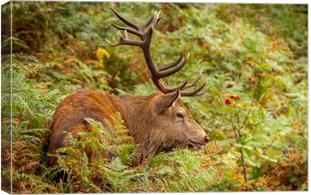 Stag on Ben Nevis, Scotland. Canvas Print by Colin Allen