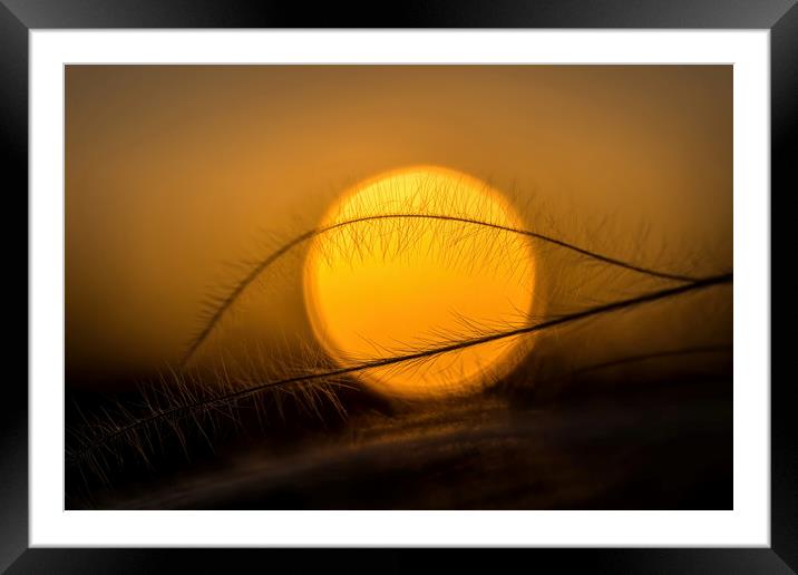 Stipa plant and sun Framed Mounted Print by Arpad Radoczy