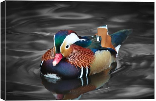 The beautiful colours of a male Mandarin Duck Canvas Print by Simon Marlow