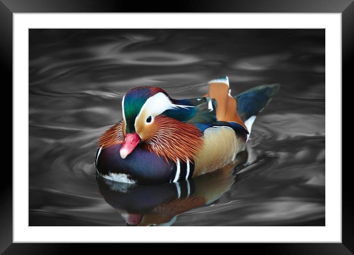The beautiful colours of a male Mandarin Duck Framed Mounted Print by Simon Marlow