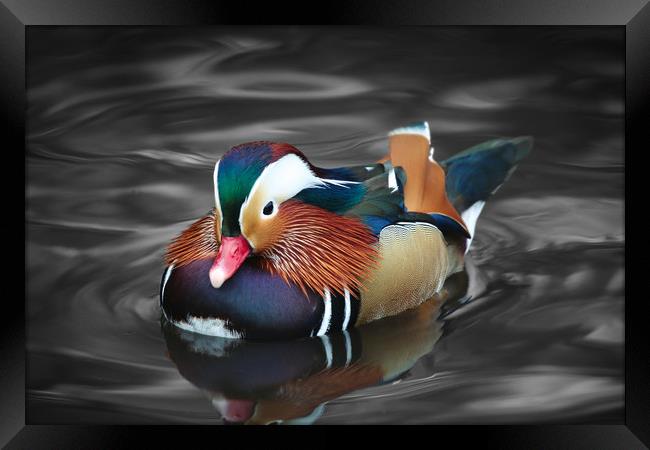 The beautiful colours of a male Mandarin Duck Framed Print by Simon Marlow