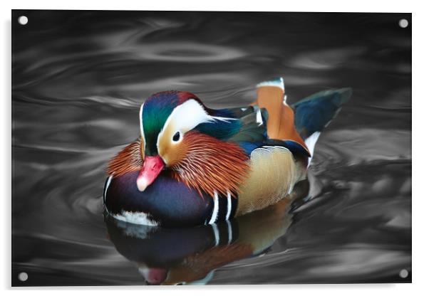 The beautiful colours of a male Mandarin Duck Acrylic by Simon Marlow