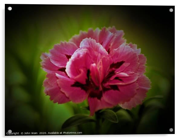 Pink Carnation (Digital Art) Acrylic by John Wain