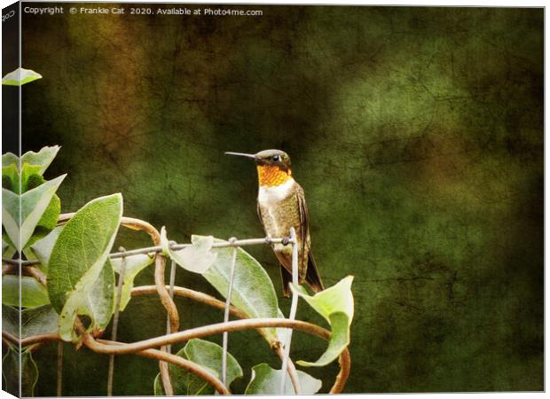 Ruby Throated Hummingbird Canvas Print by Frankie Cat