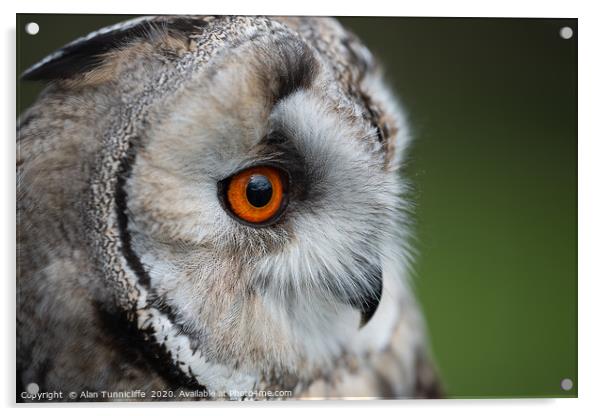 Long eared owl Acrylic by Alan Tunnicliffe