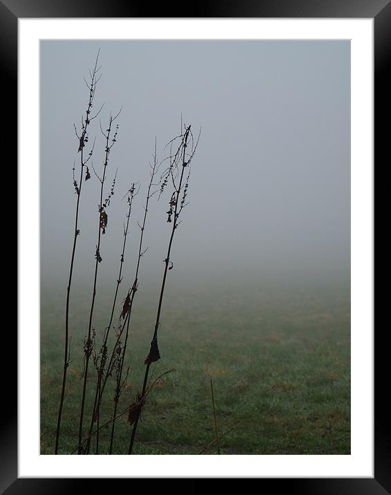 Early Morning Mist Framed Mounted Print by susan potter