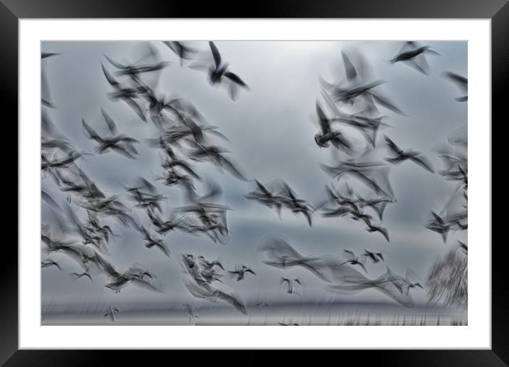 Abstract picture from a gruop seabirds Framed Mounted Print by Arpad Radoczy