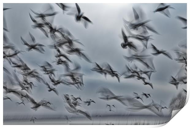 Abstract picture from a gruop seabirds Print by Arpad Radoczy
