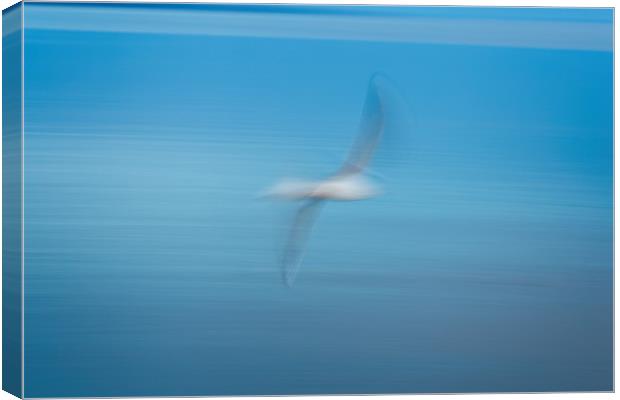 Abstract seagull Canvas Print by Arpad Radoczy