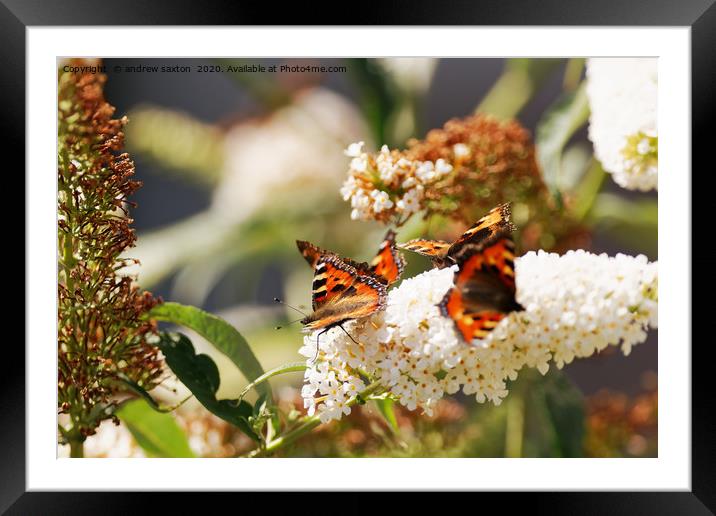 PECKING AWAY Framed Mounted Print by andrew saxton