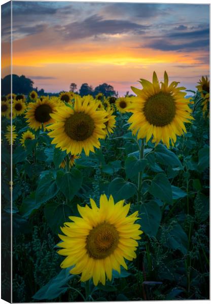 Sunflower Sunset Canvas Print by Lubos Fecenko