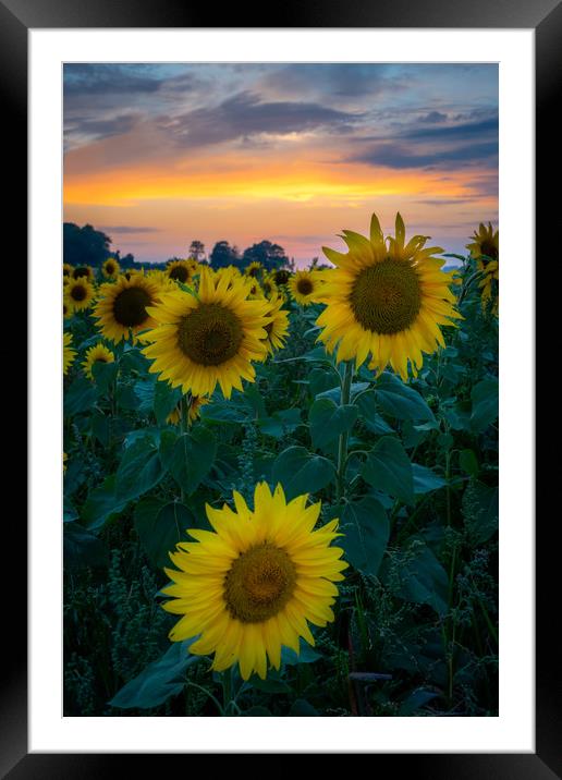 Sunflower Sunset Framed Mounted Print by Lubos Fecenko