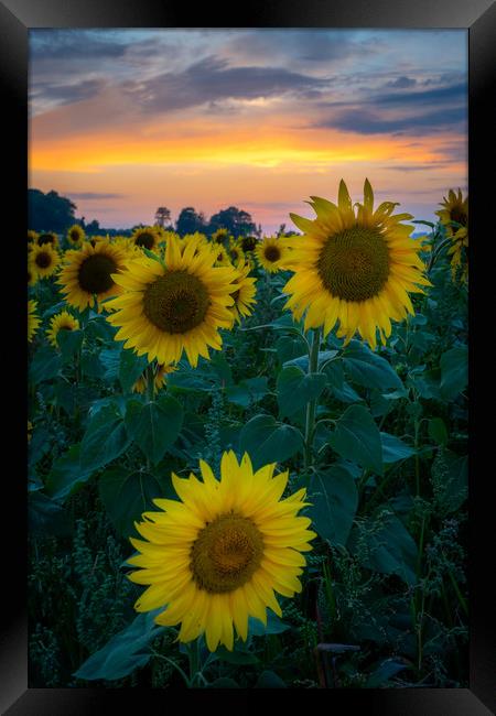 Sunflower Sunset Framed Print by Lubos Fecenko