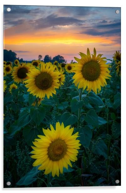 Sunflower Sunset Acrylic by Lubos Fecenko