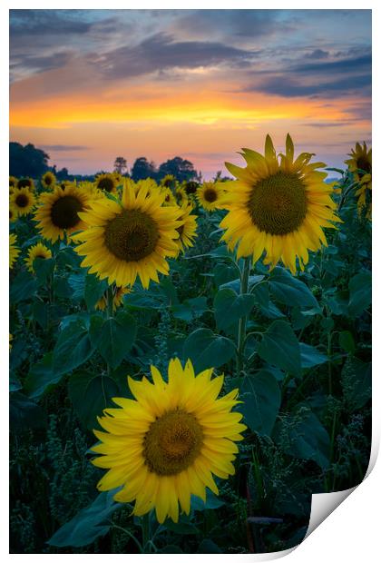 Sunflower Sunset Print by Lubos Fecenko