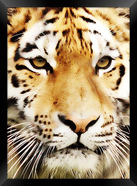 Tiger Close Up Framed Print by Joanne Wilde