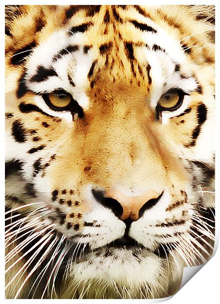 Tiger Close Up Print by Joanne Wilde