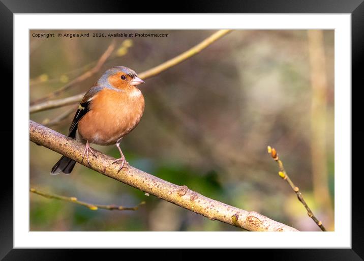 Chaffinch. Framed Mounted Print by Angela Aird