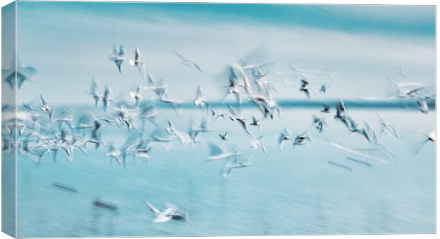 Abstract picture from a gruop seabirds on the air Canvas Print by Arpad Radoczy
