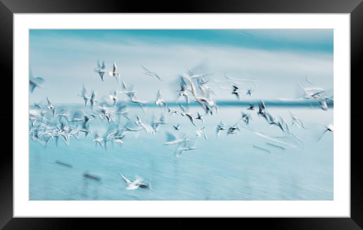 Abstract picture from a gruop seabirds on the air Framed Mounted Print by Arpad Radoczy