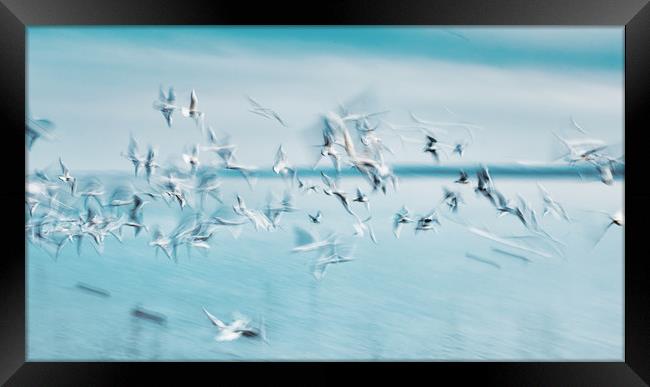 Abstract picture from a gruop seabirds on the air Framed Print by Arpad Radoczy