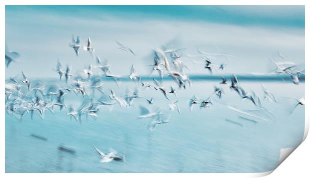 Abstract picture from a gruop seabirds on the air Print by Arpad Radoczy