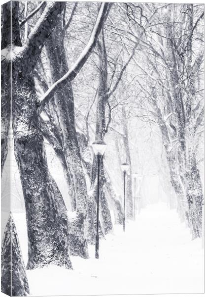 Tree alley in a snowy day Canvas Print by Arpad Radoczy