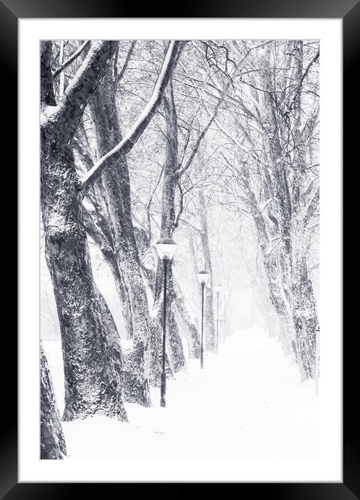 Tree alley in a snowy day Framed Mounted Print by Arpad Radoczy