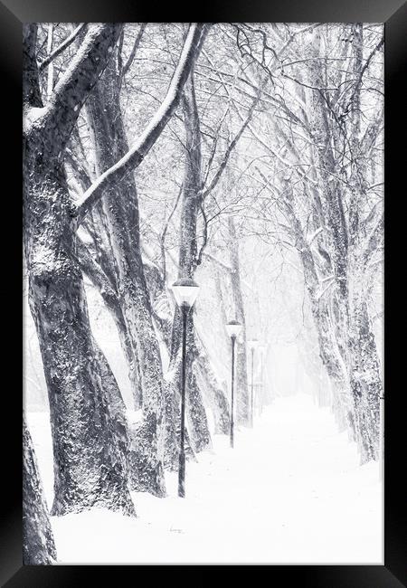 Tree alley in a snowy day Framed Print by Arpad Radoczy