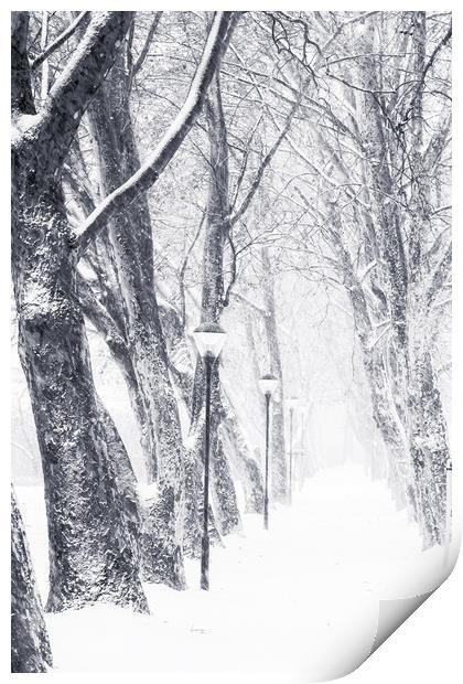 Tree alley in a snowy day Print by Arpad Radoczy