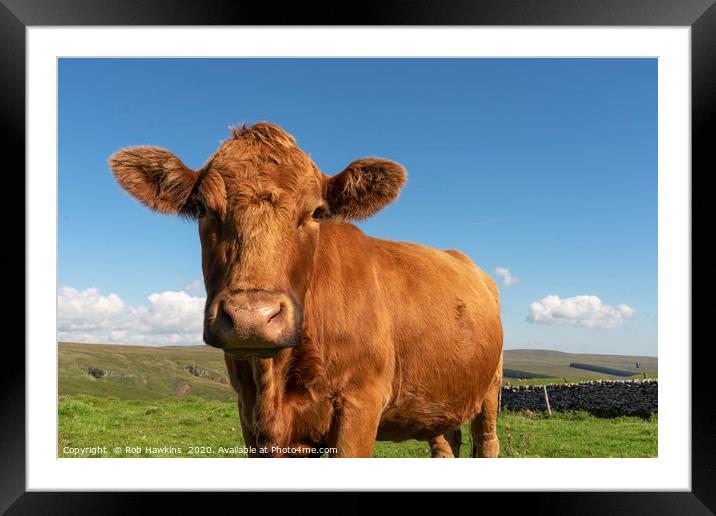 Yorkshire Moo Framed Mounted Print by Rob Hawkins