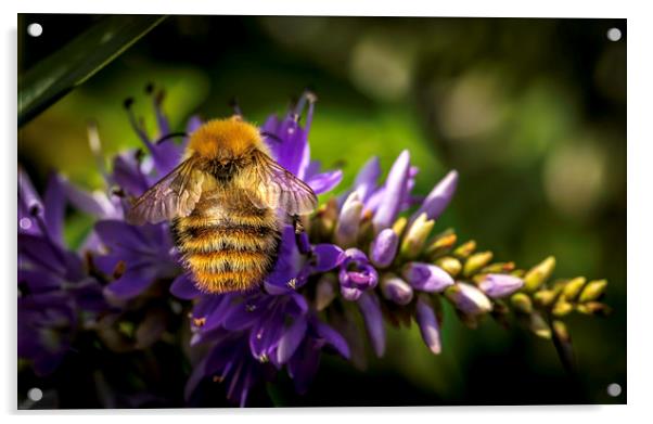 Busy Bee Acrylic by Don Nealon