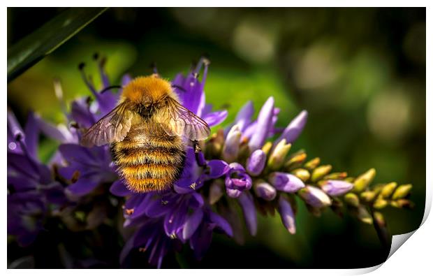 Busy Bee Print by Don Nealon